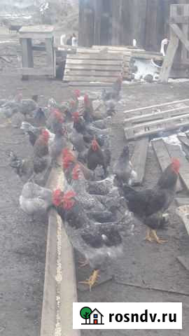 Петухи Доминант Фролово - изображение 1