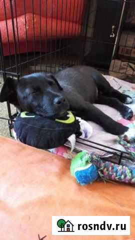 Щенок в добрые руки Белгород - изображение 1