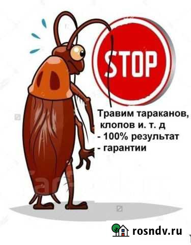 Уничтожение насекомых Калининград - изображение 1