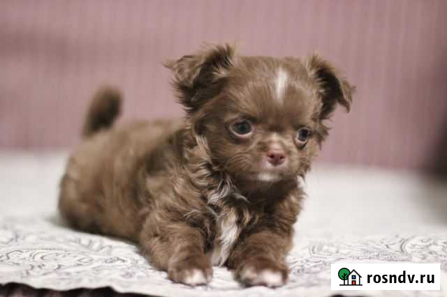 Шоколадный зайчик Иркутск - изображение 1