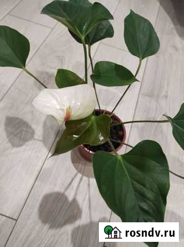 Антуриум Тамбов - изображение 1