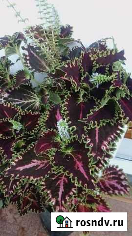 Колеус,Хлорофитум Братск - изображение 1