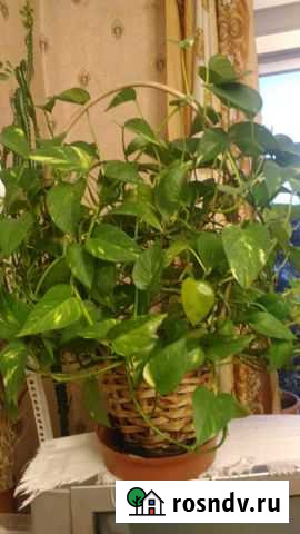 Сциндапсус (черенки) Йошкар-Ола - изображение 1