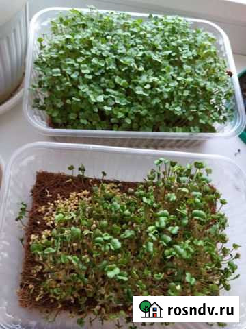 Микрозелень Строитель - изображение 1