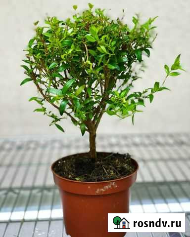 Миртовое дерево Симферополь - изображение 1