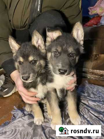 Щенки метисы-хаски Вологда - изображение 1