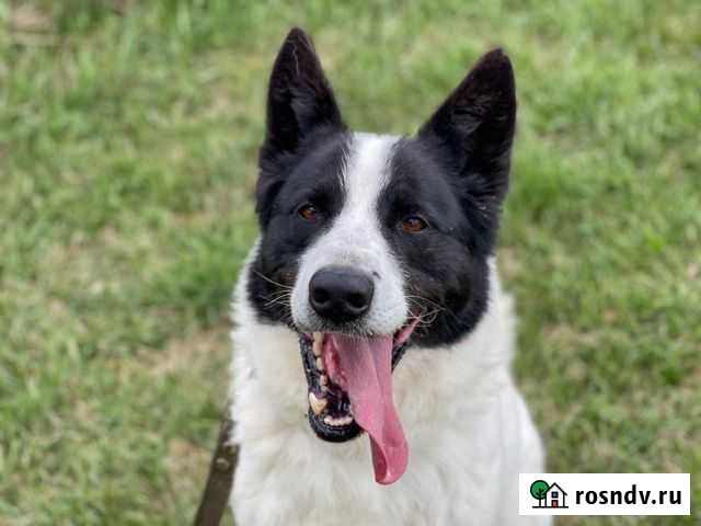 Собака в добрые руки Ставрово - изображение 1