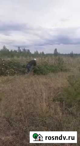 Ель Оптом Омск - изображение 1