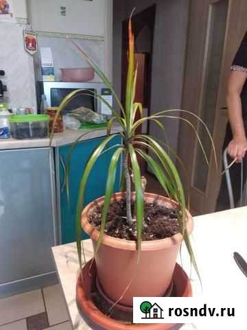 Пальма драцена Гатчина - изображение 1