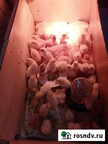 Цыплята Горячий Ключ - изображение 1