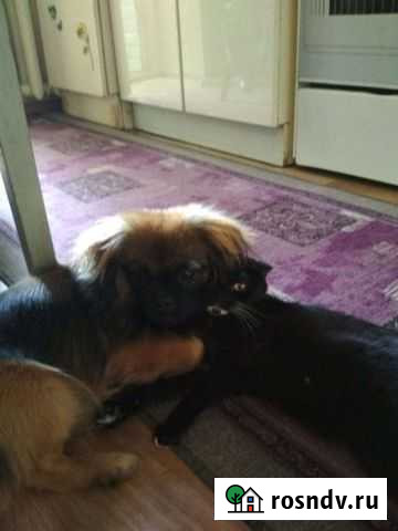 Вязка пекинес Великие Луки - изображение 1