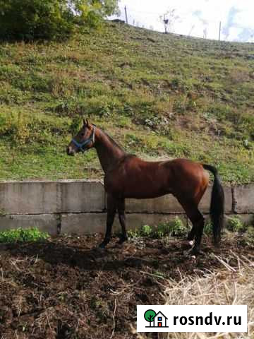 Жеребец американский Карачаевск - изображение 1