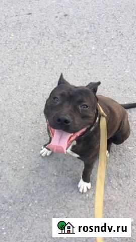 Вязка питбуль Заводской - изображение 1