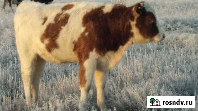 Телки Ленинск - изображение 1