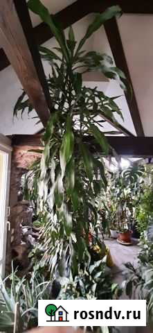 Драцена Сочи - изображение 1