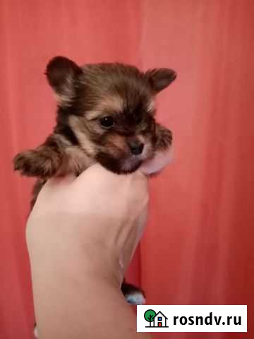 Цветной йорк Набережные Челны - изображение 1