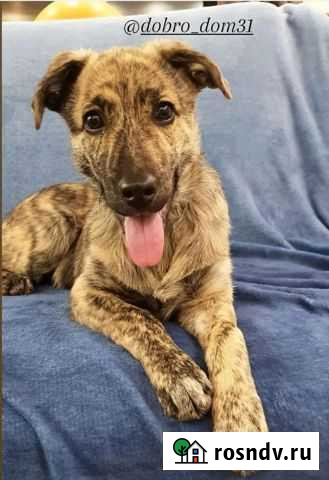 Тигра ищет дом Майский - изображение 1