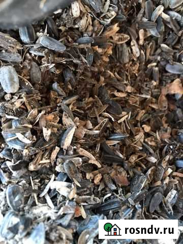 Отходы семечки лежат на улице сложены конусом Гулькевичи - изображение 1