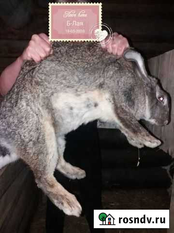 Кролики Великаны Нижний Тагил - изображение 1