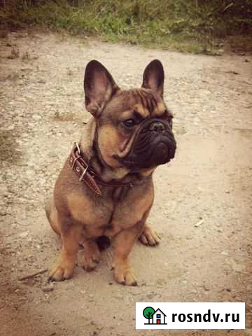 Французский бульдог кобель вязка Сыктывкар - изображение 1