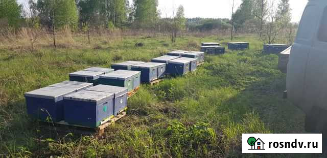 Мед натуральный с личной пасеки, мёд лесной Смоленск - изображение 1