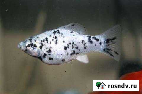 Моллинезия Энгельс - изображение 1