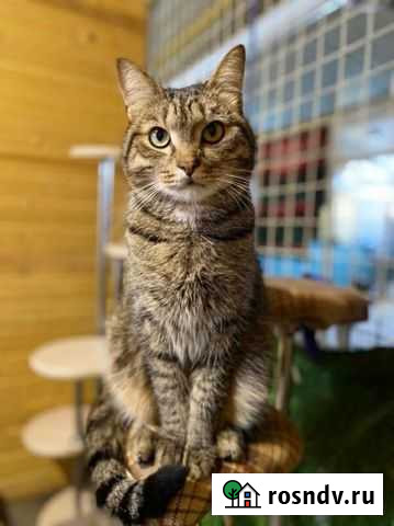 Кот Васька ищет дом Набережные Челны - изображение 1