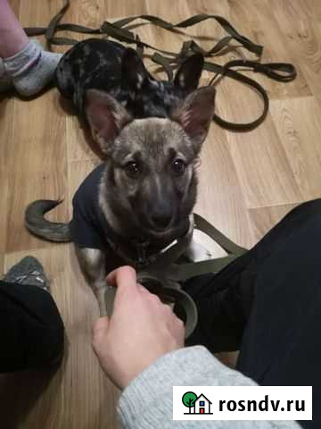 Щенок Городище - изображение 1