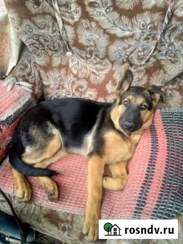 Потерялась Собака Кулебаки - изображение 1