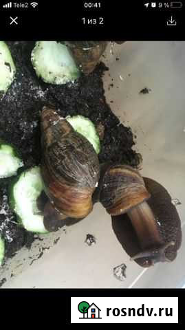 Улитки ахатины бесплатно Тольятти - изображение 1