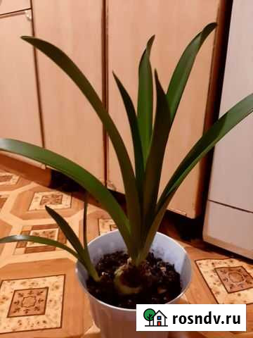 Комнатные растения цветы Горно-Алтайск - изображение 1