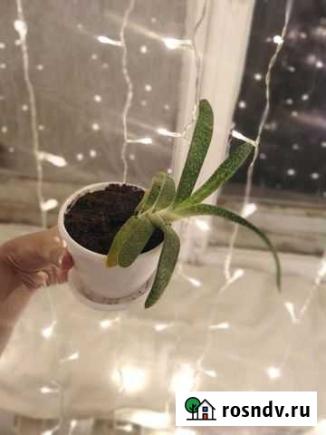 Гастерия килеватая Екатеринбург - изображение 1