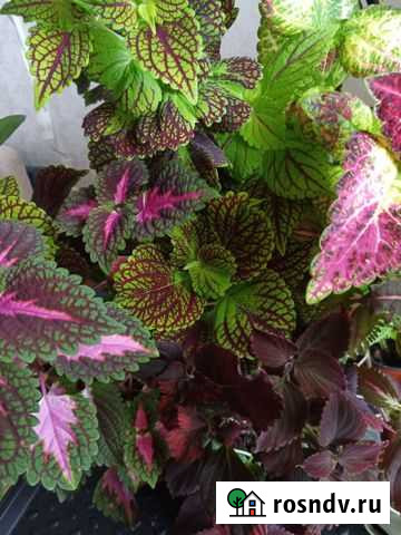 Колеусы Чебоксары - изображение 1