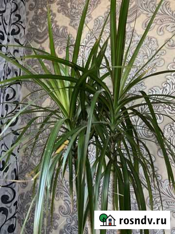 Драцена Брянск - изображение 1