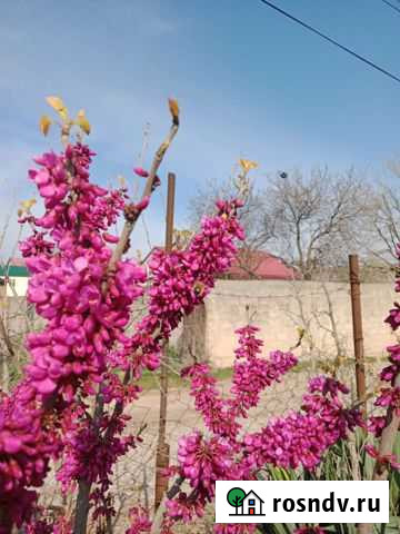 Саженцы Махачкала - изображение 1