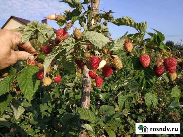 Саженцы ремонтантной малины Брянск - изображение 1