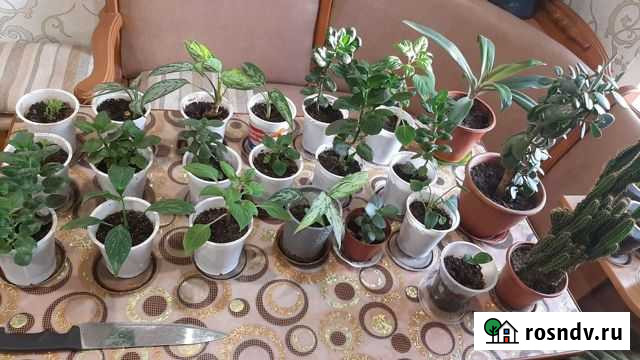 Комнатные растения Барнаул - изображение 1