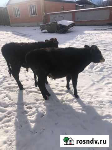 Бычки Сунжа - изображение 1