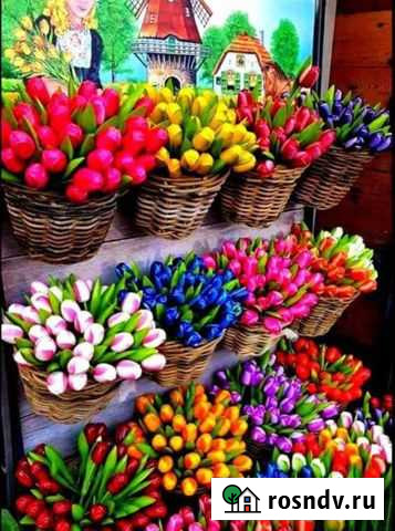 Тюльпаны оптом Астрахань - изображение 1