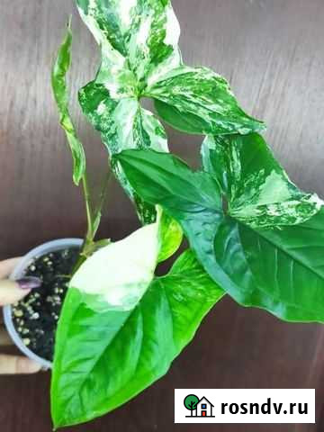 Сингониум Империал вайт Горячий Ключ - изображение 1