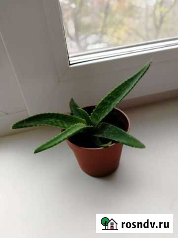 Алоэ Рязань - изображение 1