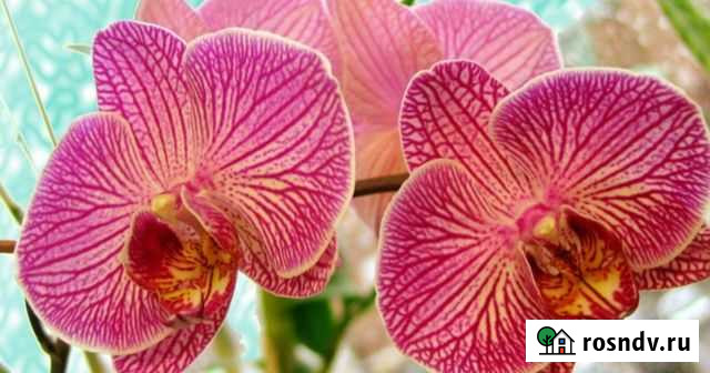 Орхидея Флиртейшн (Flirtation) орхидея лудизия Рыбинск - изображение 1