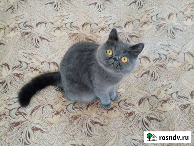 Кошка-экзот на вязку Пермь - изображение 1