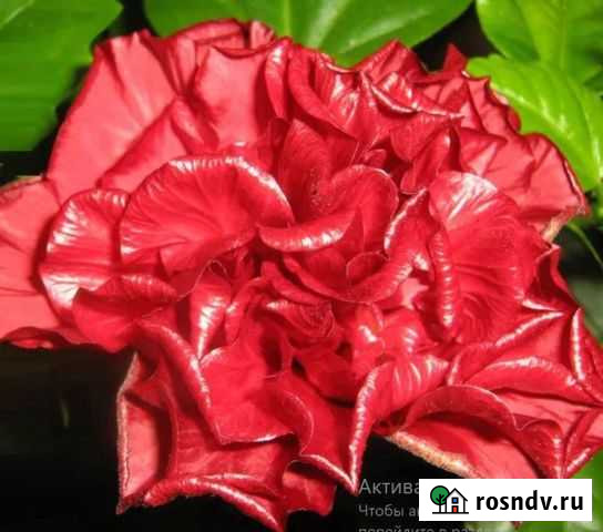 Гибискус красный махровый Мои фото Уфа - изображение 1