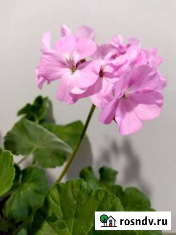 Пеларгония герань Томск - изображение 1