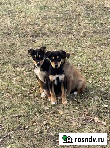 Щенок в добрые руки бесплатно Ростов-на-Дону - изображение 1