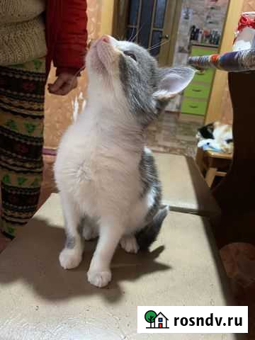 Отдаю котёнка Зимовники - изображение 1