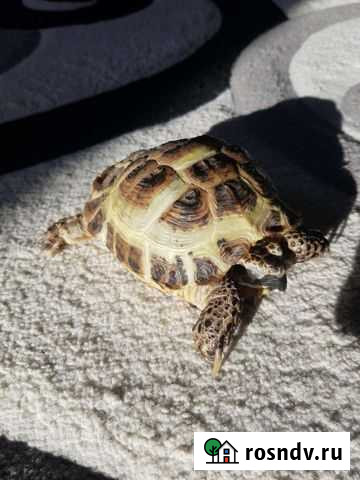 Черепаха сухопутная Заринск - изображение 1