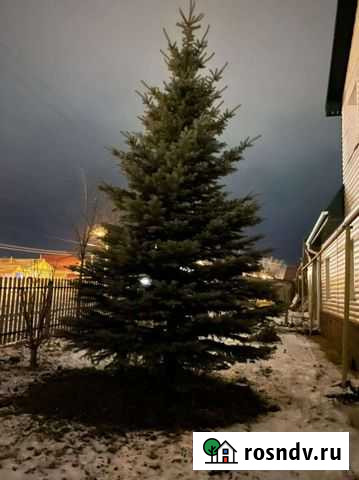 Голубая ель продажа Саранск - изображение 1