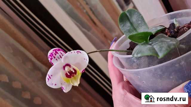 Орхидея фаленопсис Волгоград - изображение 1